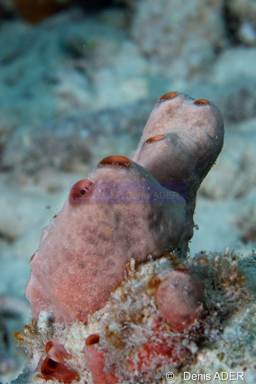 Desmapsamma anchorata eponge recouvrante-Bonaire Coco Beach-17m-20180217-Denis-ADER-DSC_6334_tn.jpg